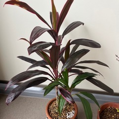 ドラセナ　テラコッタ鉢の画像