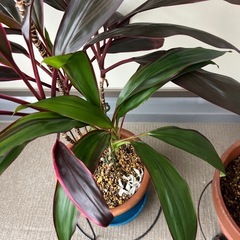 ドラセナ　テラコッタ鉢の画像