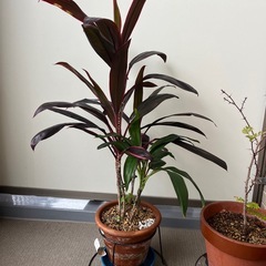 ドラセナ　テラコッタ鉢の画像