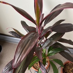 ドラセナ　テラコッタ鉢の画像