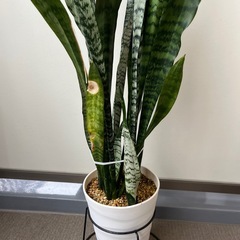 サンスベリアの画像