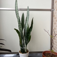 サンスベリアの画像