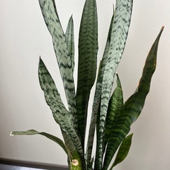 サンスベリアの画像