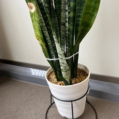 サンスベリアの画像