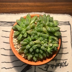 多肉植物の画像