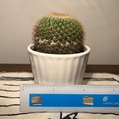 サボテン・唐金丸の画像