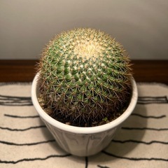 サボテン・唐金丸の画像