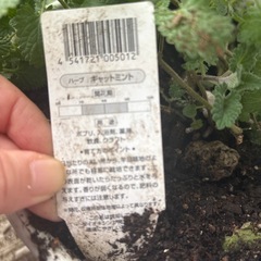 キャットミントの画像