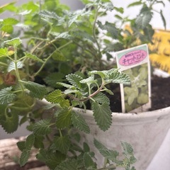 キャットミントの画像