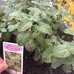 キャットミントの画像