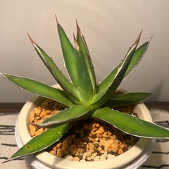 アガベ（18cm）の画像