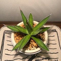 アガベ（18cm）の画像