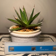 アガベ（18cm）の画像