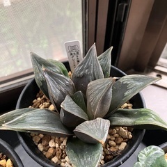 ハオルチア　4種まとめての画像