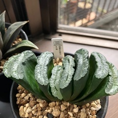 ハオルチア　4種まとめての画像