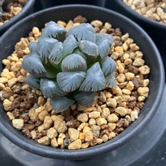 ハオルチア　4種まとめての画像