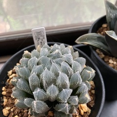 ハオルチア　4種まとめての画像