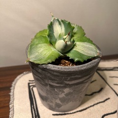 アガベ（３つ）の画像