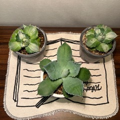 アガベ（３つ）の画像