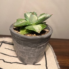 アガベ（３つ）の画像