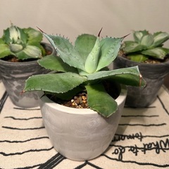 アガベ（３つ）の画像