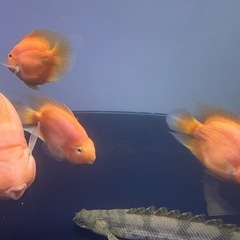 🐠パロットファイヤー引き取り希望🐠の画像