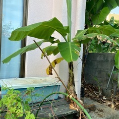 バナナの苗の画像