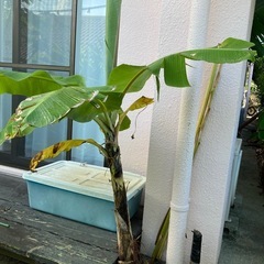 バナナの苗の画像