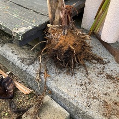 バナナの苗の画像