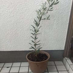 オリーブの木　№31の画像