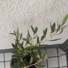 オリーブの木　№31の画像