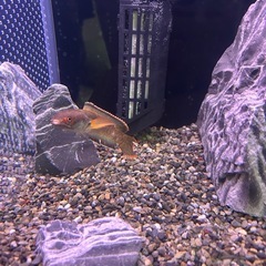 アイスファイヤースネークヘッド1匹の画像