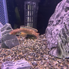 アイスファイヤースネークヘッド1匹の画像