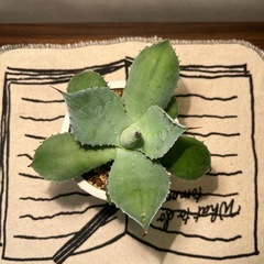 アガベ（14cm）の画像