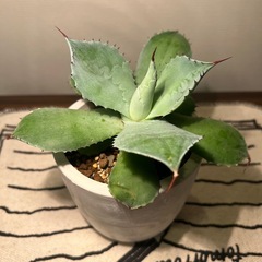 アガベ（14cm）の画像