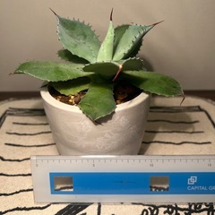 アガベ（14cm）の画像