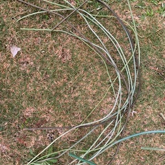 園芸　棒 家庭菜園 支柱 銅管　ガーデニング　の画像