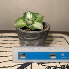 アガベ（10cm）の画像