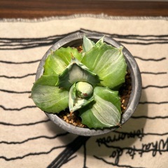 アガベ（10cm）の画像