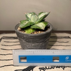 アガベ（10cm）①
の画像