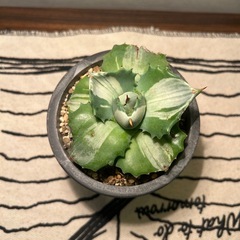 アガベ（10cm）①
の画像