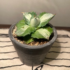 アガベ（10cm）①
の画像