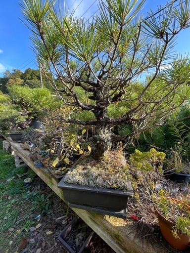 本日限り限定‼️【黒松盆栽】樹齢約50年／高さ70cm／太幹・模様木／風格ある一鉢