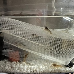 赤ちゃんザリガニ ⑥ 稚ザリガニ ザリガニの画像