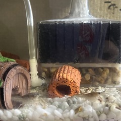 赤ちゃんザリガニ ⑥ 稚ザリガニ ザリガニの画像