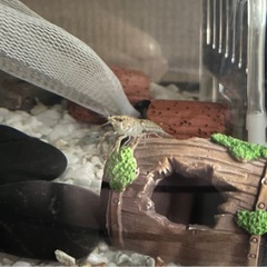 赤ちゃんザリガニ ⑥ 稚ザリガニ ザリガニの画像