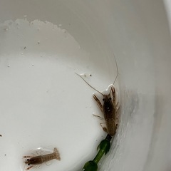 赤ちゃんザリガニ ⑥ 稚ザリガニ ザリガニの画像