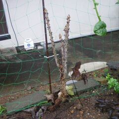 タラの木です。（ハリギリ）3本の画像