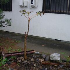 タラの木です。（ハリギリ）3本の画像