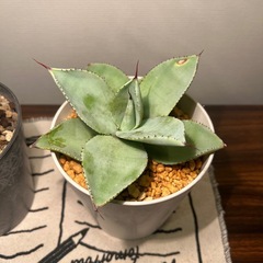 アガベ（２つ）
の画像